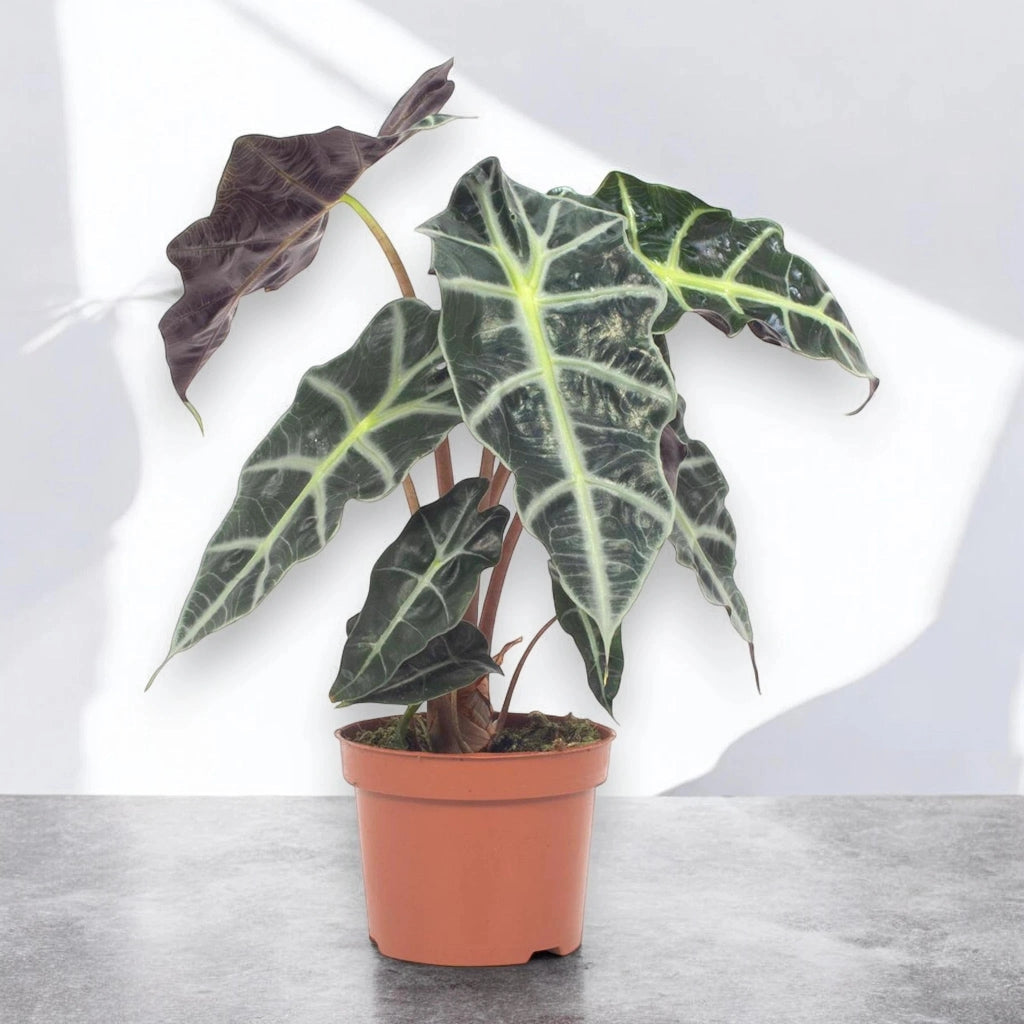 Gardenaria Alocasia 'Polly' - Pianta da interno ornamentale Altezza: 38 cm (vaso 12)