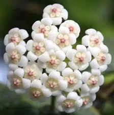 Hoya Overing Rotundiflora Pianta Tropicale da Collezione Vaso 12 cm
