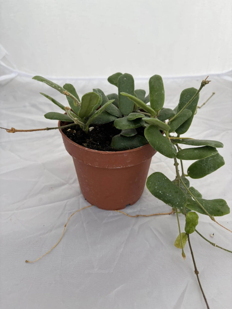 Hoya Overing Rotundiflora Pianta Tropicale da Collezione Vaso 12 cm