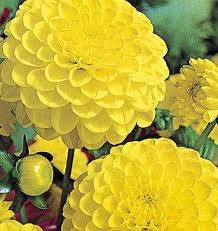Bulbi di Dalia Deepest Yellow / Golden Sceptre Gialla