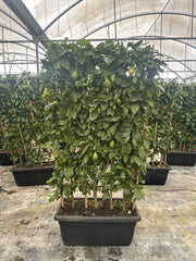 Limone Citrus Limon Spalliera 80 cm Agrume da Frutto Sempreverde