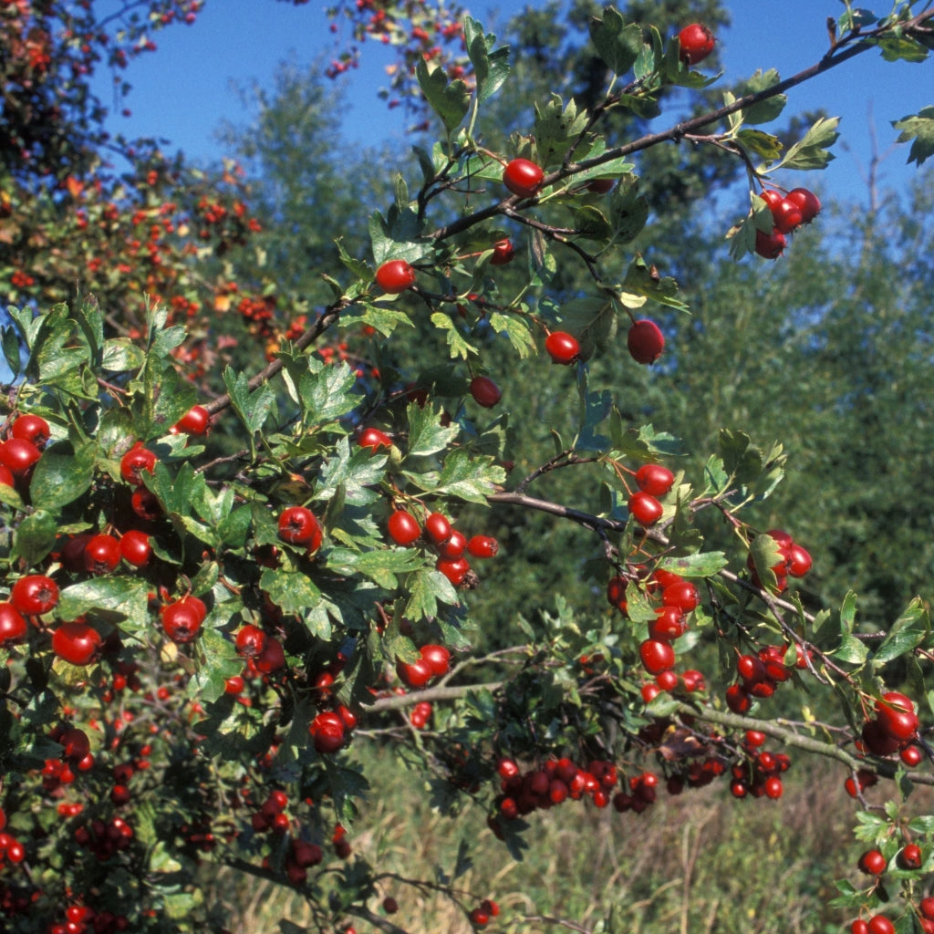 Gardenaria Crataegus monogyna - Arbusto ornamentale da giardino Altezza: 30/35 cm (vaso19)