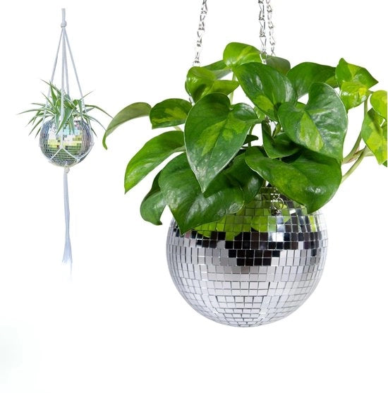 Pianta a sospensione - Discobal 15 cm discobolo-piantina con catena per decorazione interna - scatola di pianta in argento