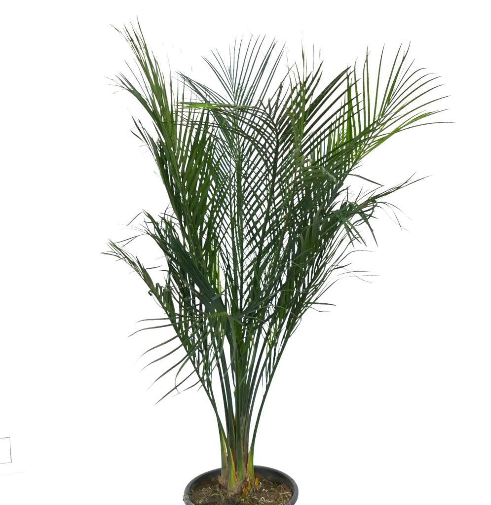 Macrozamia mountperriensis – Cicadea australiana rara sempreverde ornamentale