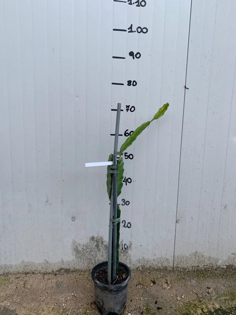 Pianta di Pitaya Frutto del Drago polpa rossa Hylocereus undatus H 70cm