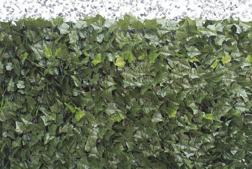 Siepe in foglia edera 1.5x3