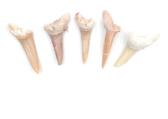 Set di fossili naturali per meditazione 5 pezzi - Specimen per decorazione di casa - Regalo per bambini - Educazione - Fossili marini per meditazione