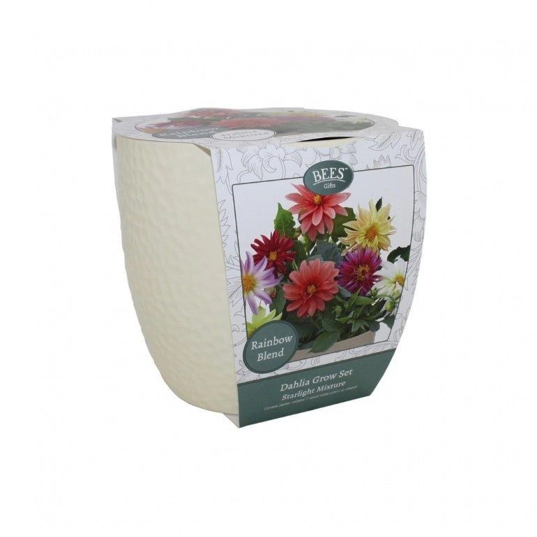 Kit Coltivazione Fiori di Dalia "Starlight", con vaso in ceramica, terriccio e semi