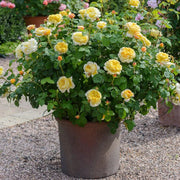 Gardenaria Rosa 'Charles Darwin' - Rosa da giardino Altezza: 40/50 cm (vaso20)