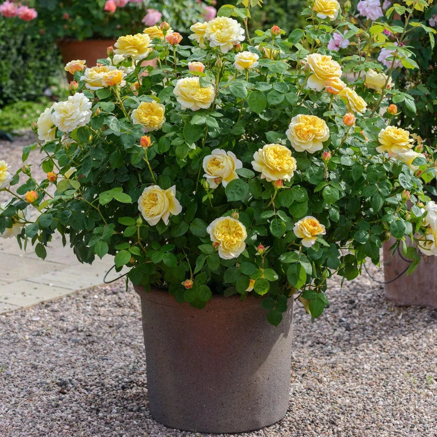 Gardenaria Rosa 'Charles Darwin' - Rosa da giardino Altezza: 40/50 cm (vaso20)