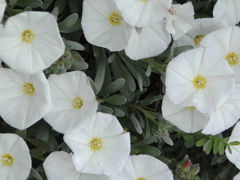 Gardenaria Convolvulus cneorum - Arbusto ornamentale da giardino Altezza: 30/35 cm (vaso19)