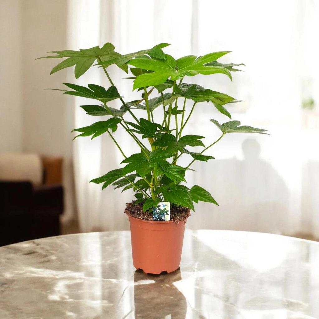 Gardenaria Fatsia japonica (Aralia) - Pianta da interno ornamentale Altezza: 60 cm (vaso 17)