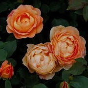 Rosa Barni Lady of Shalott cespuglio rifiorente profumato ornamentale
