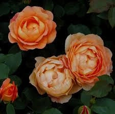 Rosa Barni Lady of Shalott cespuglio rifiorente profumato ornamentale