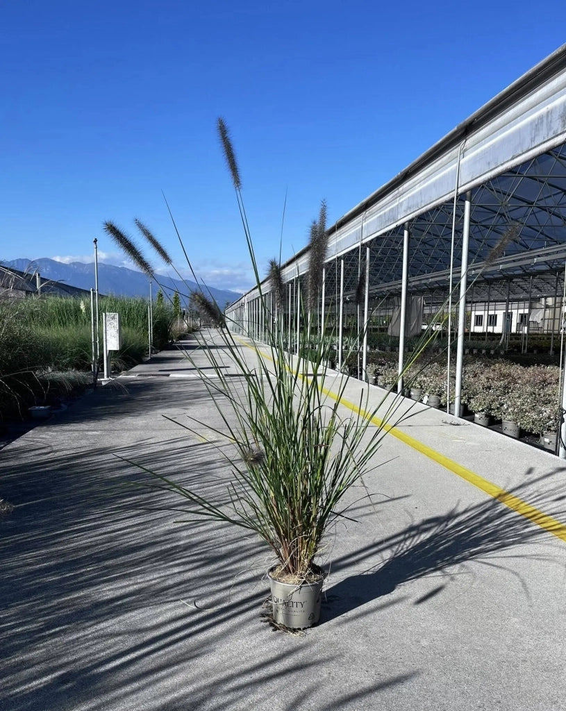 Gardenaria Pennisetum alopecuroides 'Foxtrot' - Graminacea ornamentale da esterno Altezza: Vaso 19