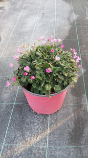 ERODIUM VARIABILE (BECCO DI GRU) VASO 18