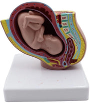 Modello Anatomico della Pancia Femminile in Età di Gravidanza di 9 Mesi - Modello di Gravidanza - Struttura Dettagliata - Modello di Ricerca Scientifico