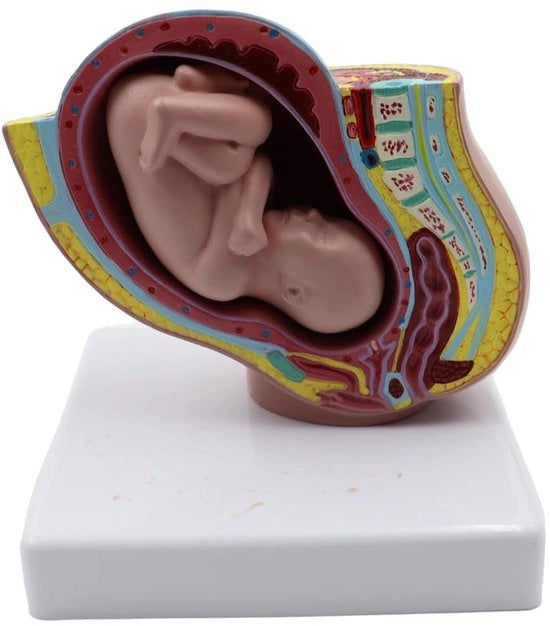 Modello Anatomico della Pancia Femminile in Età di Gravidanza di 9 Mesi - Modello di Gravidanza - Struttura Dettagliata - Modello di Ricerca Scientifico