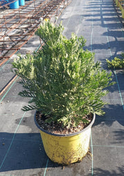 EURYOPS PECTINATUS (MARGHERITA GIALLA) VASO 18