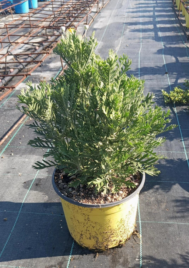EURYOPS PECTINATUS (MARGHERITA GIALLA) VASO 18