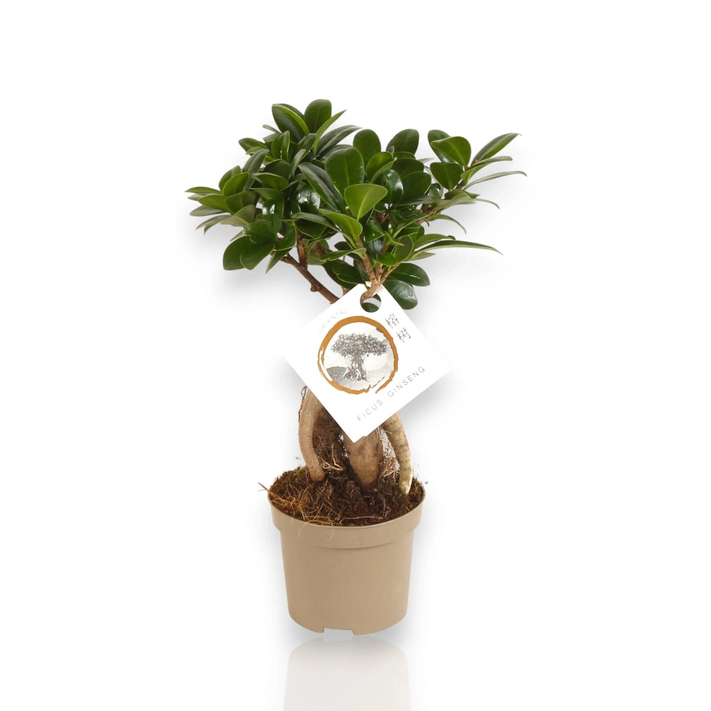 Gardenaria Ficus microcarpa 'Ginseng' bonsai - Pianta da interno ornamentale Altezza: 30 cm (vaso 12)