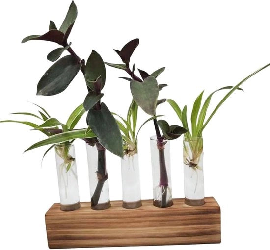 Vasi di vetro per fiori con base in legno - Decorazione e idrocoltura