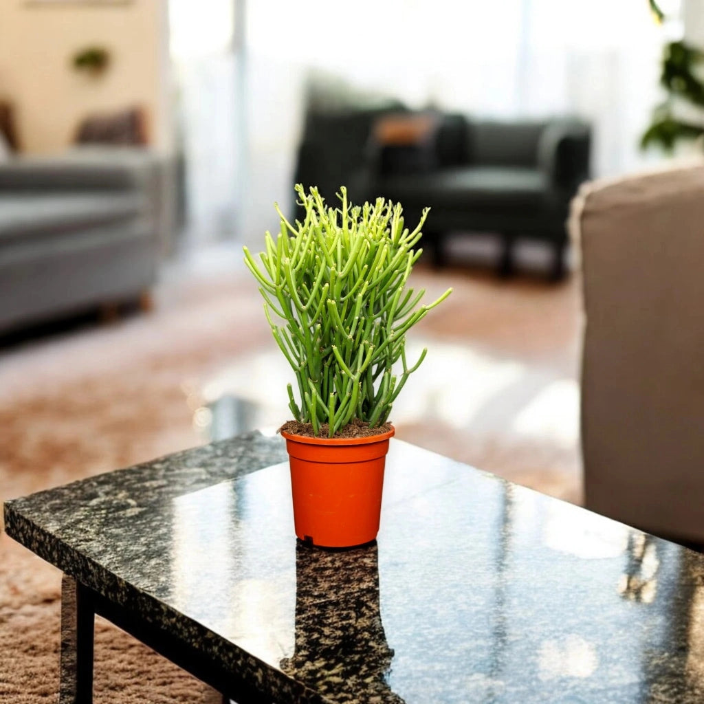 Gardenaria Euphorbia tirucalli - Pianta da interno ornamentale Altezza: 35 cm (vaso 12)