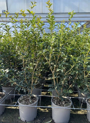 Gardenaria Osmanthus aquifolium - Arbusto ornamentale da giardino Altezza: 80/100 cm (vaso 24)
