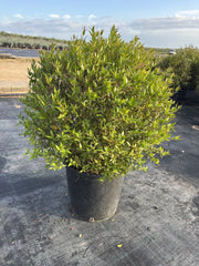 MYRTUS COMMUNIS PALLA 30