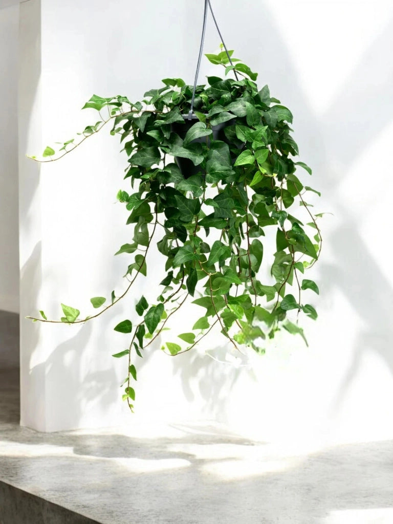 Gardenaria Edera - Hedera helix 'Mein Herz' - Pianta da interno ornamentale Altezza: 50 cm (vaso 19)