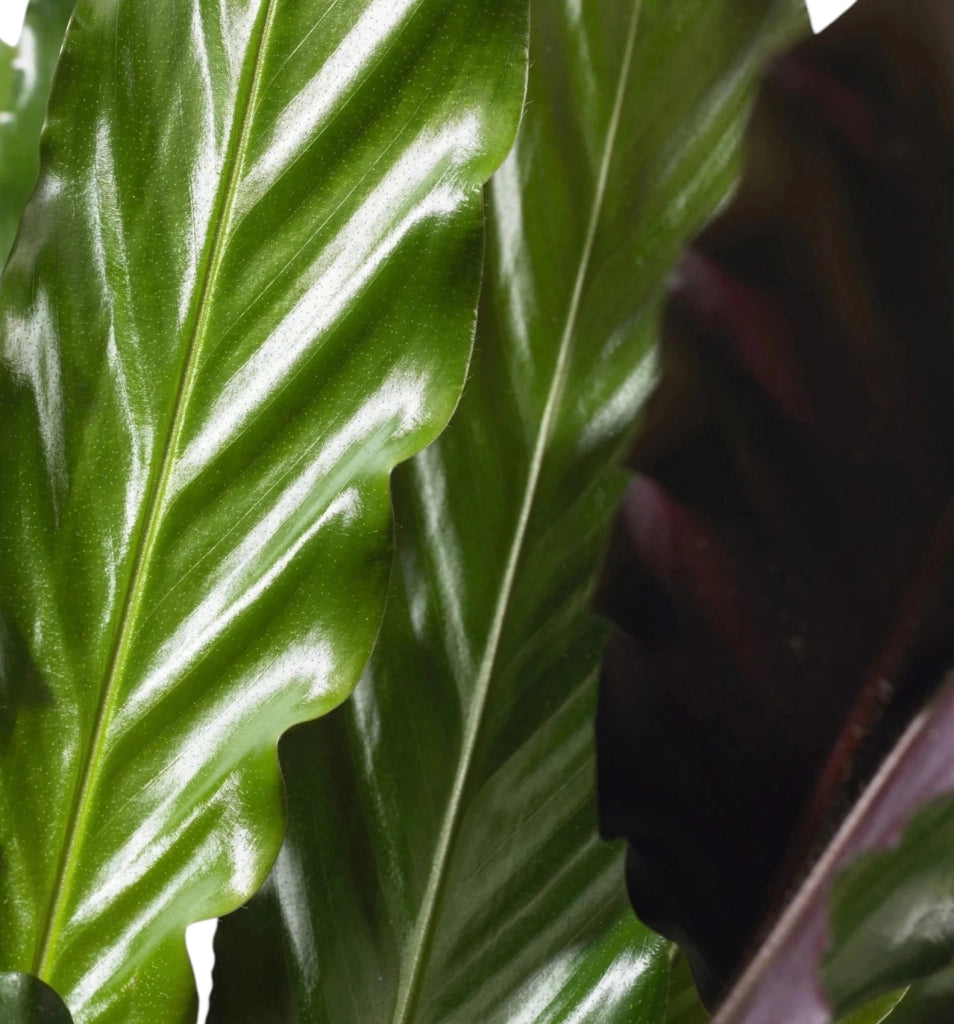 Gardenaria Calathea rufibarba - Pianta da interno ornamentale Altezza: 85 cm (vaso 19)