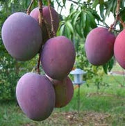 Mangifera indica “Tommy Atkins” – Mango tropicale da frutto