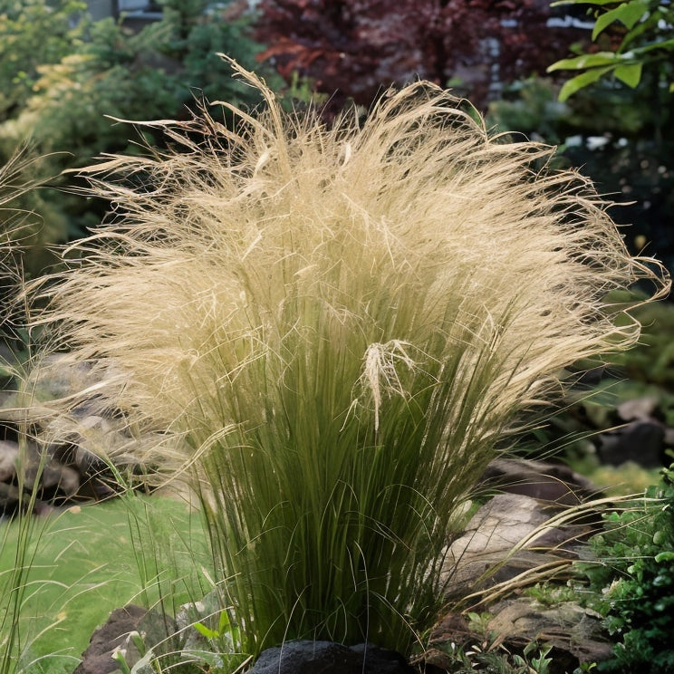 Gardenaria Stipa tenuissima - Graminacea ornamentale da esterno Altezza: 40 cm (vaso 17)