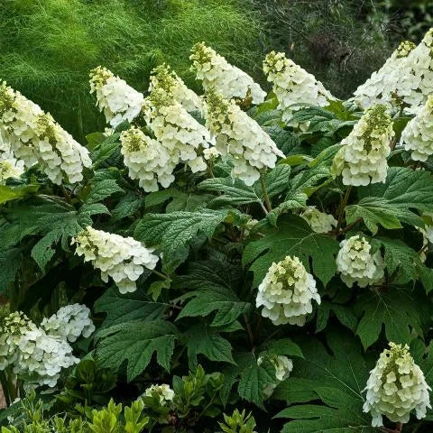 Gardenaria Ortensia - Hydrangea Quercifolia 'Jetstream' - Pianta acidofila ornamentale da esterno Altezza: 40/50 cm (vaso19)