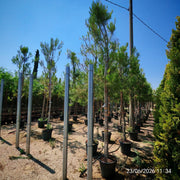 Pino d'Aleppo Pinus Halepensis Alberello 40 cm Mezzo Fusto Pianta da Giardino