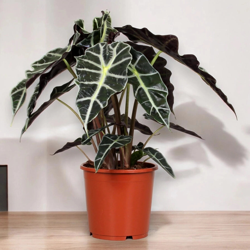 Gardenaria Alocasia 'Polly' - Pianta da interno ornamentale Altezza: 50 cm (vaso 17)