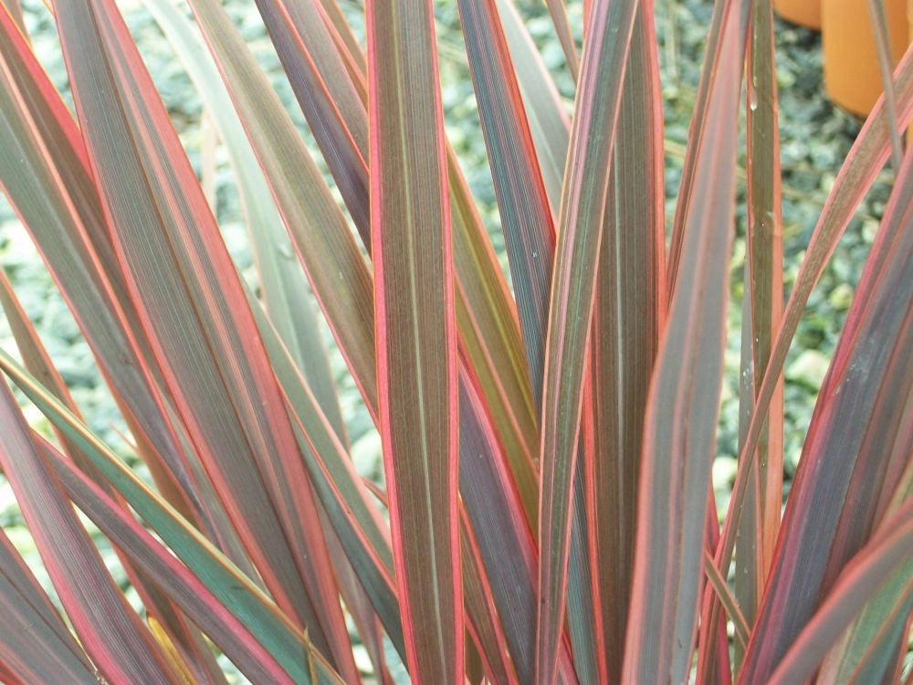 Phormium Sundowner – Pianta Sempreverde Ornamentale in Vaso 24 Decorativa