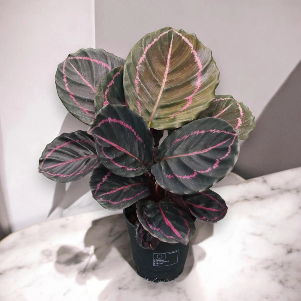 Gardenaria Calathea roseopicta 'Dottie' - Pianta da interno ornamentale Altezza: 35 cm (vaso 12)