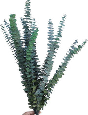 10 pezzi di Eucalipto essiccato naturale da 40-60 cm per decorazione, matrimoni e decorazioni da tavolo