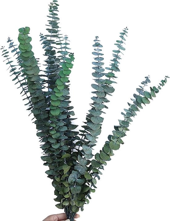10 pezzi di Eucalipto essiccato naturale da 40-60 cm per decorazione, matrimoni e decorazioni da tavolo