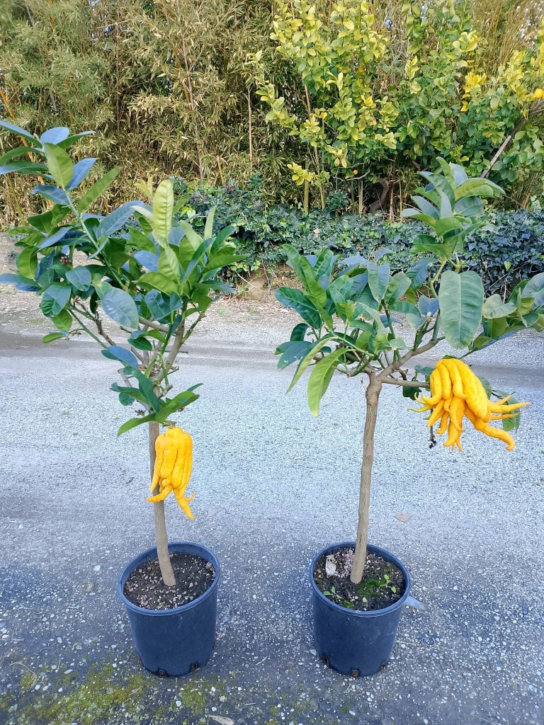 Gardenaria Mano di Buddha - Citrus medica var. sarcodactylus - Pianta di agrume da frutto in vaso Altezza: 60/65 cm (vaso19)
