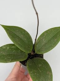 Hoya wibergiae – Pianta tropicale compatta da collezione vaso 6 cm