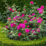Gardenaria Rosa 'Gabriel Oak' - Rosa da giardino Altezza: 40/50 cm (vaso20)
