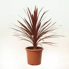 Cordyline australis Red Star vaso 24 cm – Pianta ornamentale da esterno