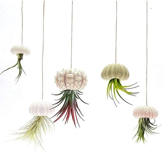 Mini Guscio per Opknoping di Air Plant - Decorativo Supporto per Piante - Set a 5 pezzi - Ideale per Giardino e Casa - Display Creativo per Piante