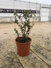 BUDDLEJA DAVIDII BUTTERFLY CANDY LITTLE CESP.24 FLUTTERBY RED