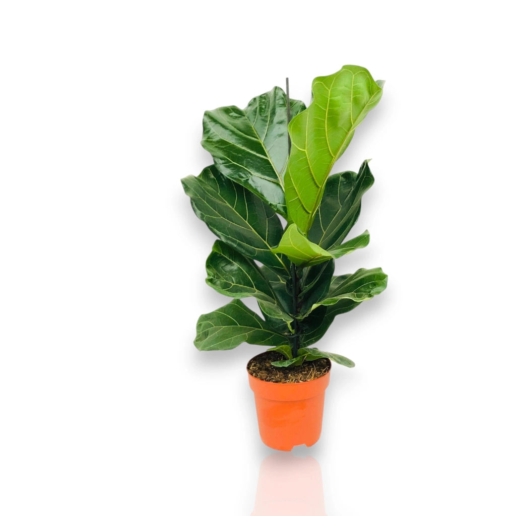 Gardenaria Ficus lyrata - Pianta da interno ornamentale Altezza: 100 cm (vaso 27)