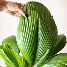 Licuala grandis h 120 cm in vaso 45 cm palma tropicale ornamentale