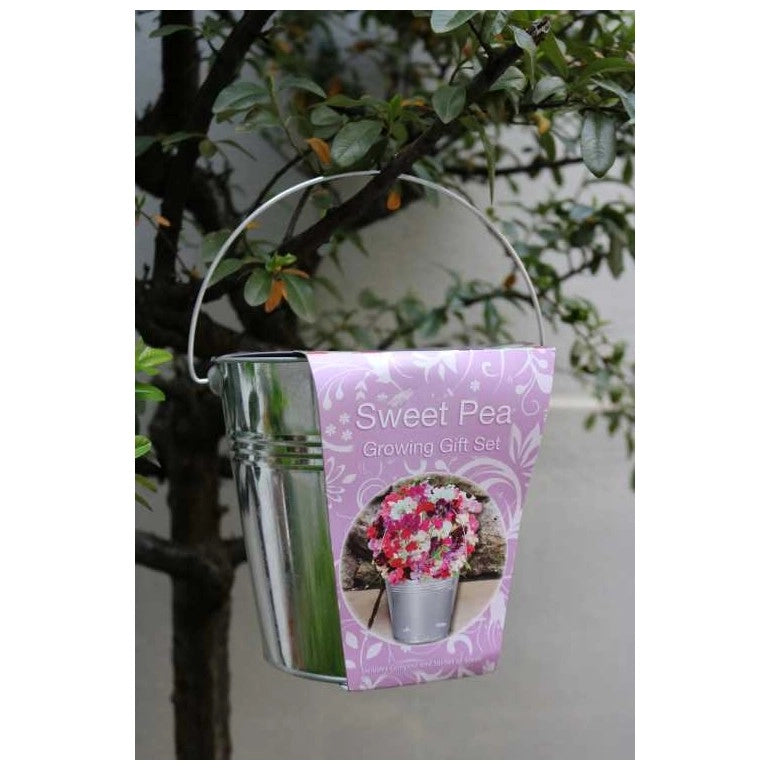 Kit Coltivazione Fiori di Lathyrus Odoratus, con vaso in metallo, terriccio e semi