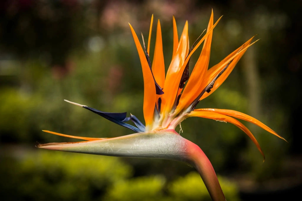 Gardenaria Strelitzia reginae - Pianta da interno ornamentale Altezza: 70 cm (vaso 19)